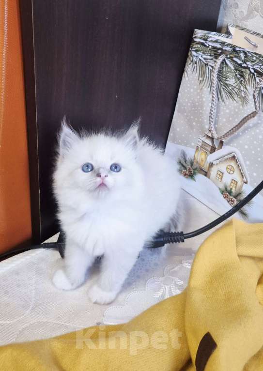 Кошки в Москве: Милейшая девочка Рэгдолл  Девочка, 85 000 руб. - фото 1