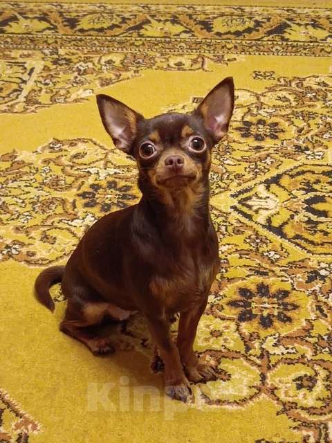 Собаки в Череповце: Щенки чихуахуа Мальчик, 30 000 руб. - фото 8