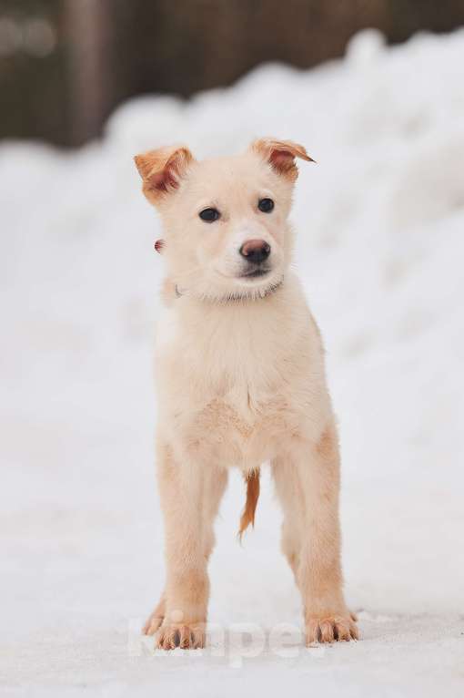 Собаки в Наро-Фоминске: Герцог якутенок команды ппбж Якутска Мальчик, Бесплатно - фото 8