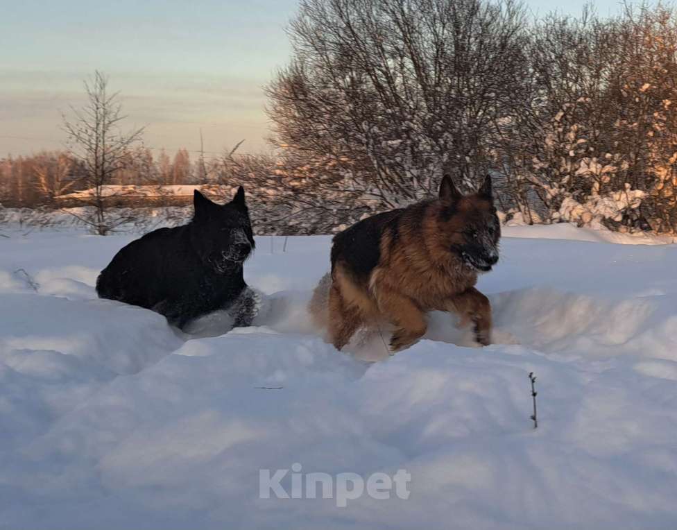 Собаки в Москве: Щенки немецкой овчарки Девочка, 25 000 руб. - фото 2