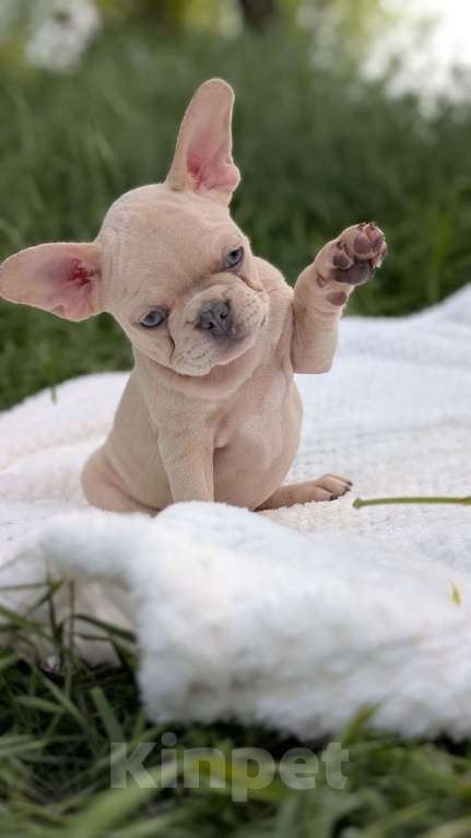 Собаки в других городах Крыма: Французская красотка Девочка, 100 000 руб. - фото 9