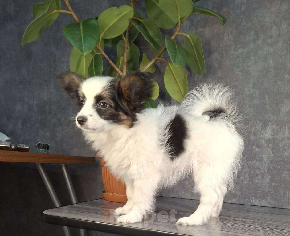 Собаки в Рыбинске: Девочка Папийона, Триколор Девочка, 35 000 руб. - фото 5