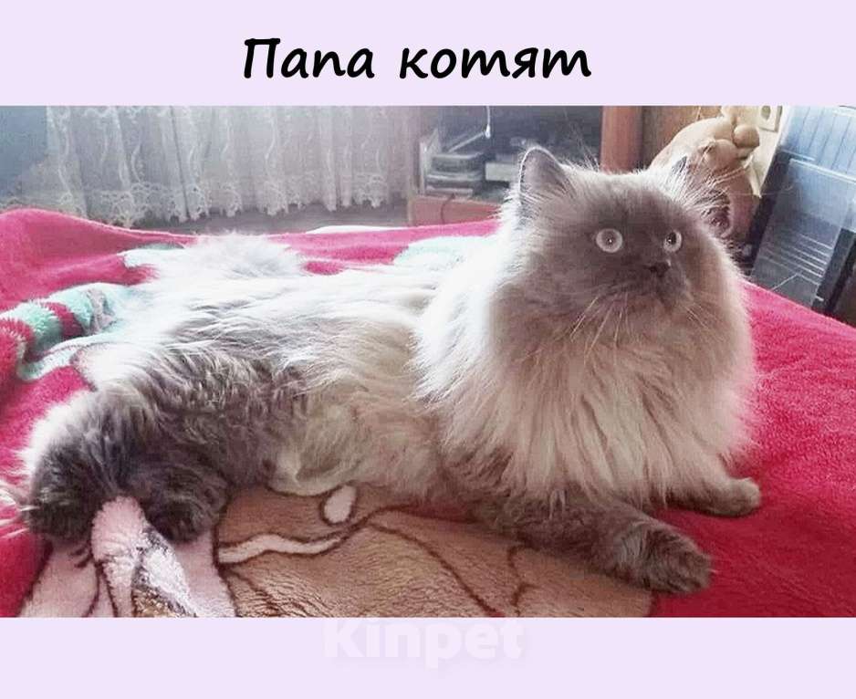 Кошки в Краснодаре: Невская маскарадная котенок продам Мальчик, 27 000 руб. - фото 8