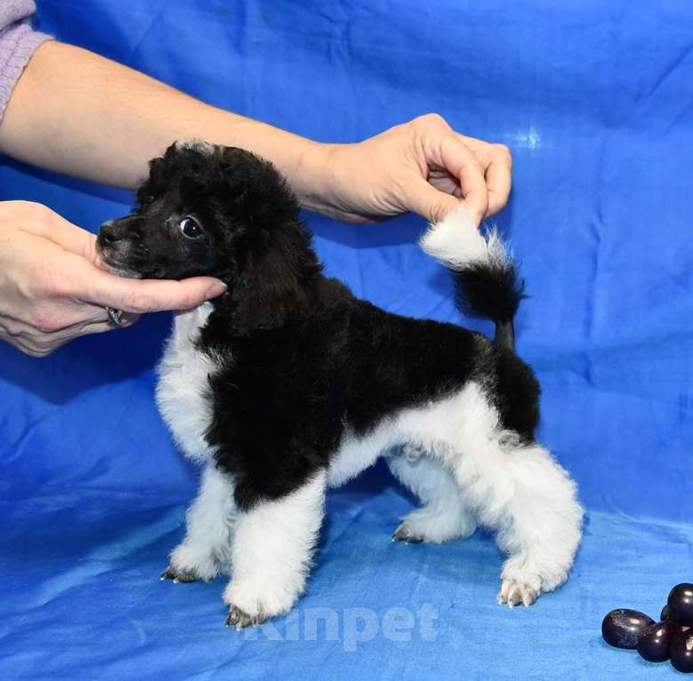 Собаки в Долгопрудном: ТОЙ ПУДЕЛЬ арлекин ДЖЕНТЛИ БОРН ПЕРЧИ Мальчик, 120 000 руб. - фото 1