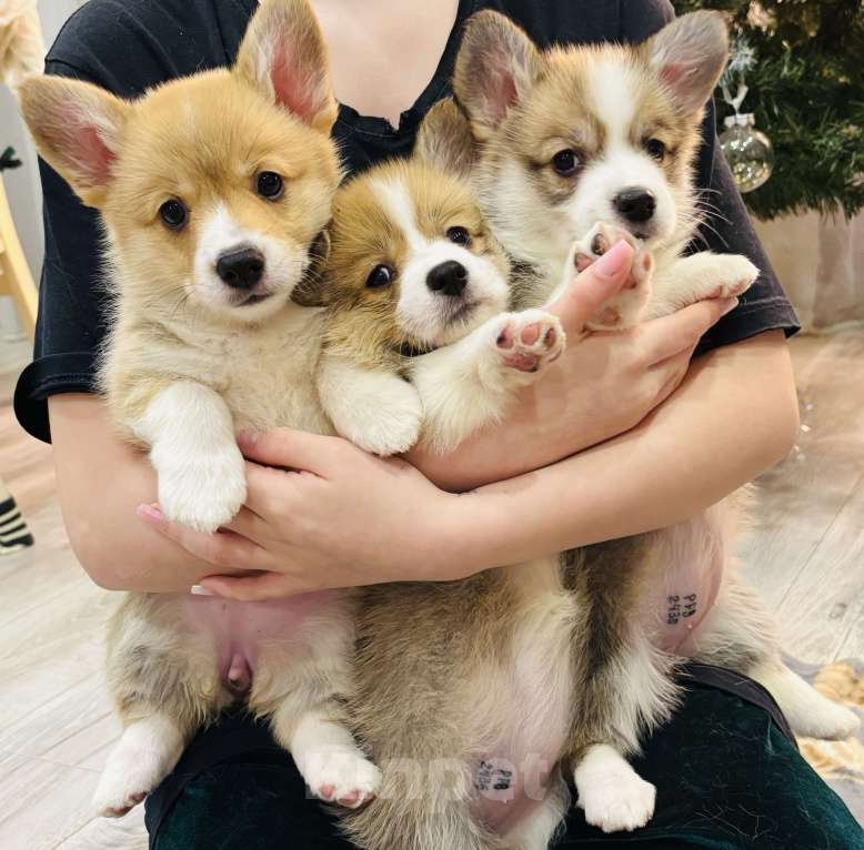 Собаки в Краснозаводске: Продажа щенков корги Мальчик, 45 000 руб. - фото 6