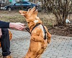 Собаки в Санкт-Петербурге: Красивый маленький воспитанный пёсик Мальчик, Бесплатно - фото 6