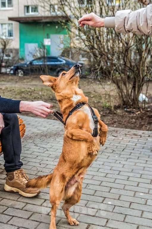 Собаки в Санкт-Петербурге: Красивый маленький воспитанный пёсик Мальчик, Бесплатно - фото 6