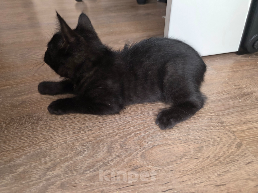 Кошки в Ростове-на-Дону: Котенок черный, британский Мальчик, Бесплатно - фото 2