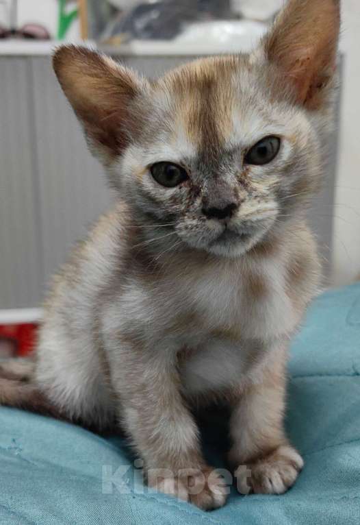 Кошки в Санкт-Петербурге: Бурманские котята девочки Девочка, 23 000 руб. - фото 10