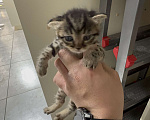 Кошки в Каспийске: Вислоухий котенок Девочка, Бесплатно - фото 1