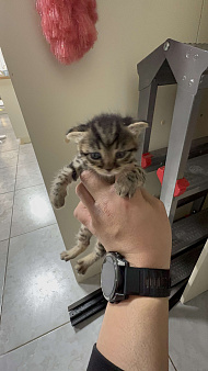 Вислоухий котенок
