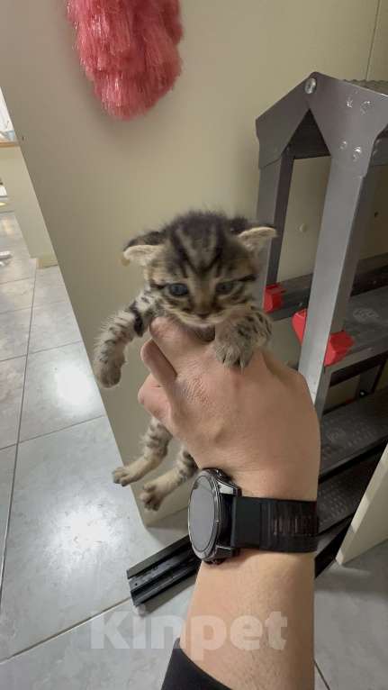 Кошки в Каспийске: Вислоухий котенок Девочка, Бесплатно - фото 1