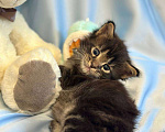 Кошки в Тюмени: Котята мейкун Девочка, 5 000 руб. - фото 3