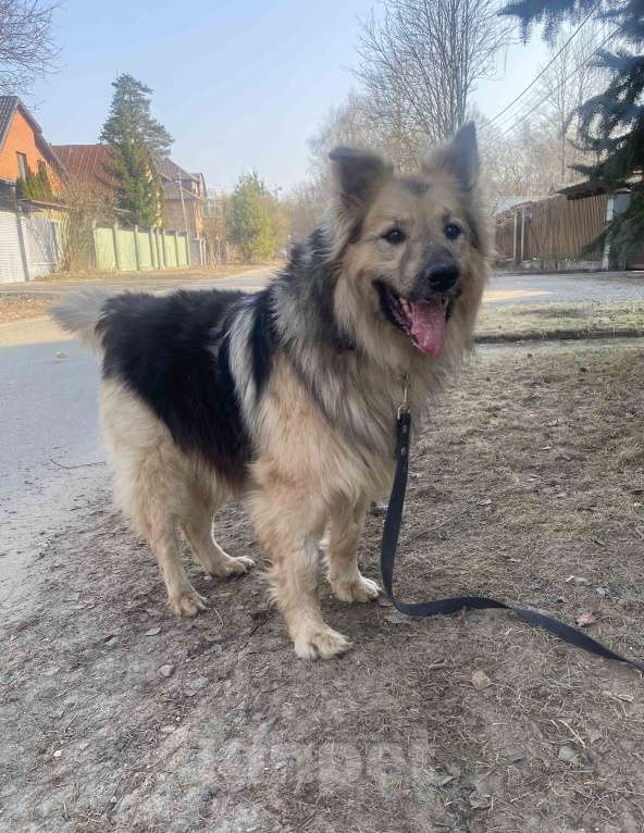 Собаки в Москве: Мишаня ищет дом! Мальчик, Бесплатно - фото 4