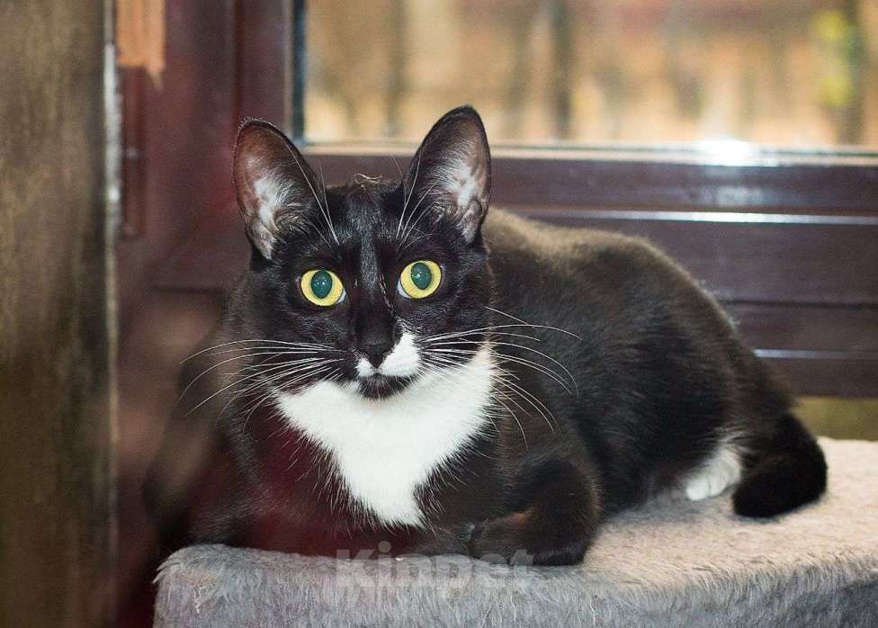 Кошки в Москве: Целый год Клякса живет в Зооцентре. Ну где же семья для малютки? Девочка, Бесплатно - фото 2