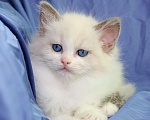 Кошки в Санкт-Петербурге: Рэгдолл Девочка, 60 000 руб. - фото 6
