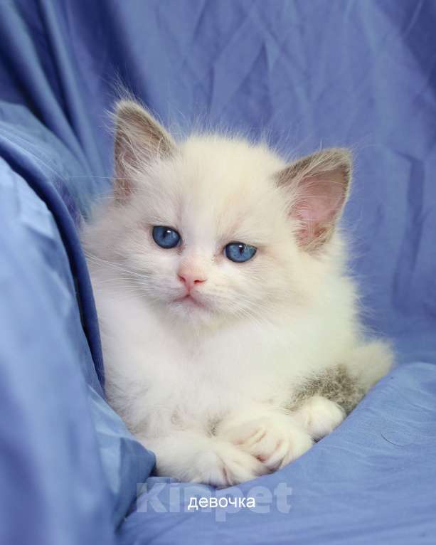 Кошки в Санкт-Петербурге: Рэгдолл Девочка, 60 000 руб. - фото 6