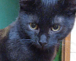 Кошки в Москве: Чёрно-полосатый мальчик Мальчик, 1 руб. - фото 1
