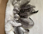 Кошки в Дзержинске: Ждём на вязку!, 1 000 руб. - фото 4