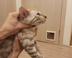 Кошки в Екатеринбурге: Кот Мальчик, 40 000 руб. - фото 1