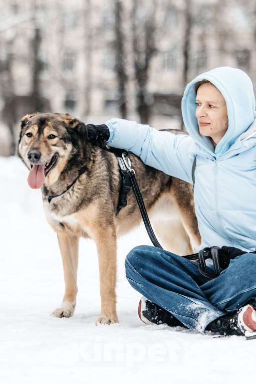 Собаки в Москве: Рони ищет дом Мальчик, Бесплатно - фото 10