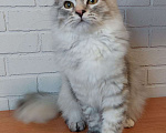 Кошки в Москве: Сибирские котята Девочка, 25 000 руб. - фото 5