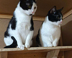 Кошки в Санкт-Петербурге: Взрослая кошечка и котик ищет семью Девочка, 10 руб. - фото 3