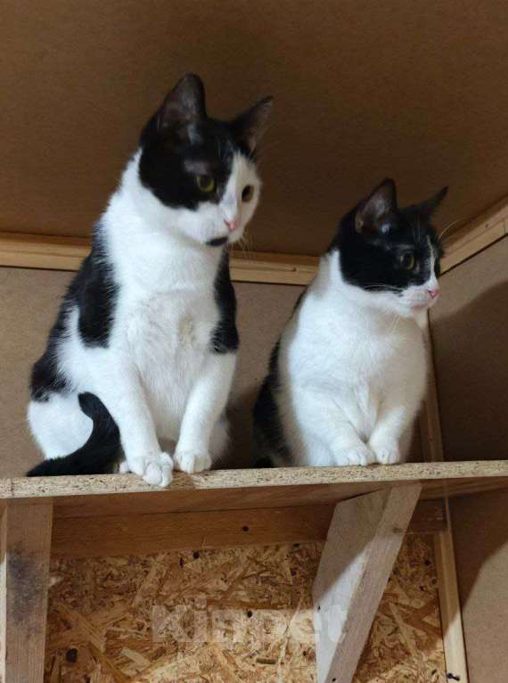 Кошки в Санкт-Петербурге: Взрослая кошечка и котик ищет семью Девочка, 10 руб. - фото 3