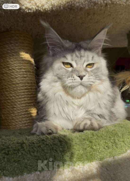 Кошки в Санкт-Петербурге: КЕОНА  Девочка, 50 000 руб. - фото 2
