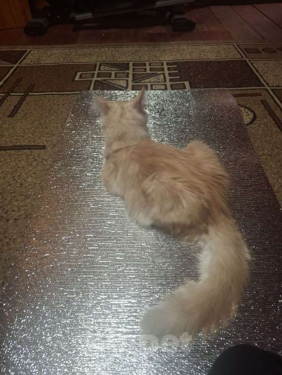 Кошки в Уфе: Котёнок мейн-кун мальчик Мальчик, 45 000 руб. - фото 8