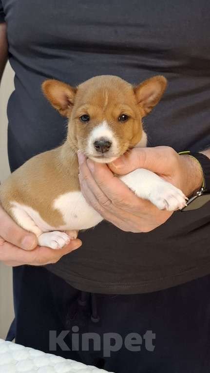 Собаки в Краснокамске: Продажа щенков Мальчик, Бесплатно - фото 1