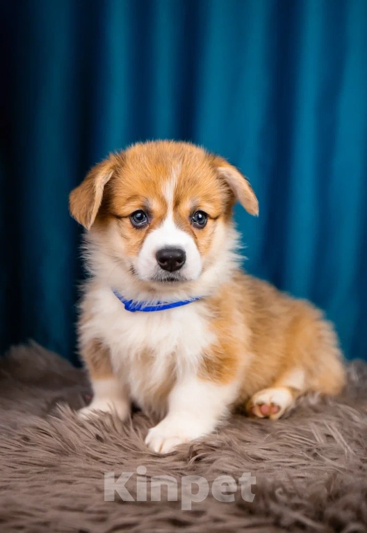 Собаки в Новосибирске: Винзор мальчик Вельш-корги Пемброк Мальчик, 75 000 руб. - фото 2