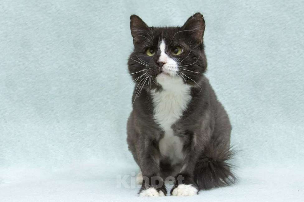 Кошки в Люберцах: Кузя: брутальный парень с большим сердцем ищет дом! Мальчик, Бесплатно - фото 5