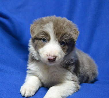 Бордер Колли