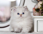 Кошки в Владивостоке: Британский котенок Эскимо Мальчик, 120 000 руб. - фото 3