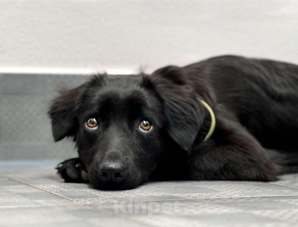 Собаки в Москве: А какой взгляд! Девочка, Бесплатно - фото 2