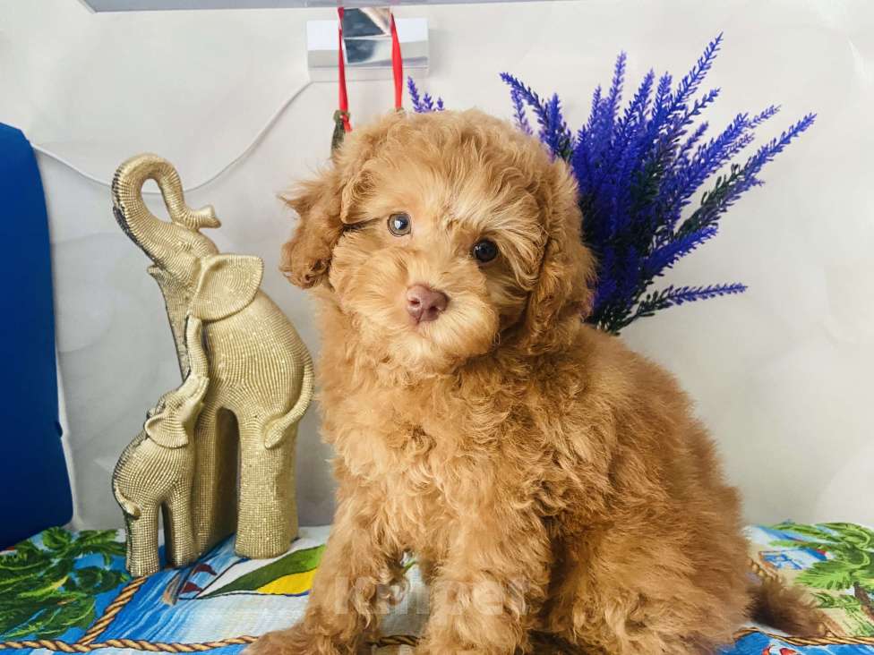 Собаки в Омске: Той пудель,щенок Мальчик, 80 000 руб. - фото 5