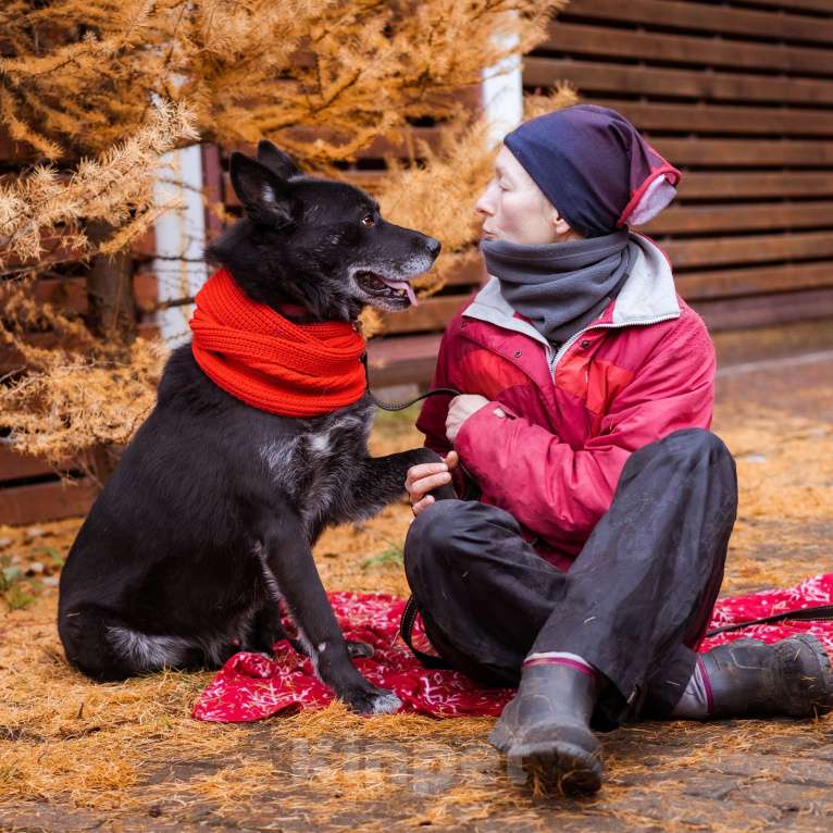Собаки в Москве: Собака из приюта в добрые руки Мальчик, Бесплатно - фото 8