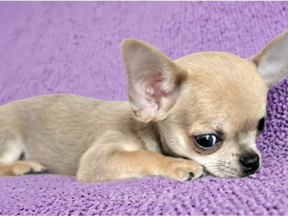 Собаки в Сочи: Девочка чихуахуа Девочка, Бесплатно - фото 2