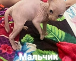 Кошки в Армавире: Продаются котята канадского сфинкса  Девочка, Бесплатно - фото 6