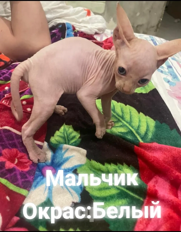 Кошки в Армавире: Продаются котята канадского сфинкса  Девочка, Бесплатно - фото 6