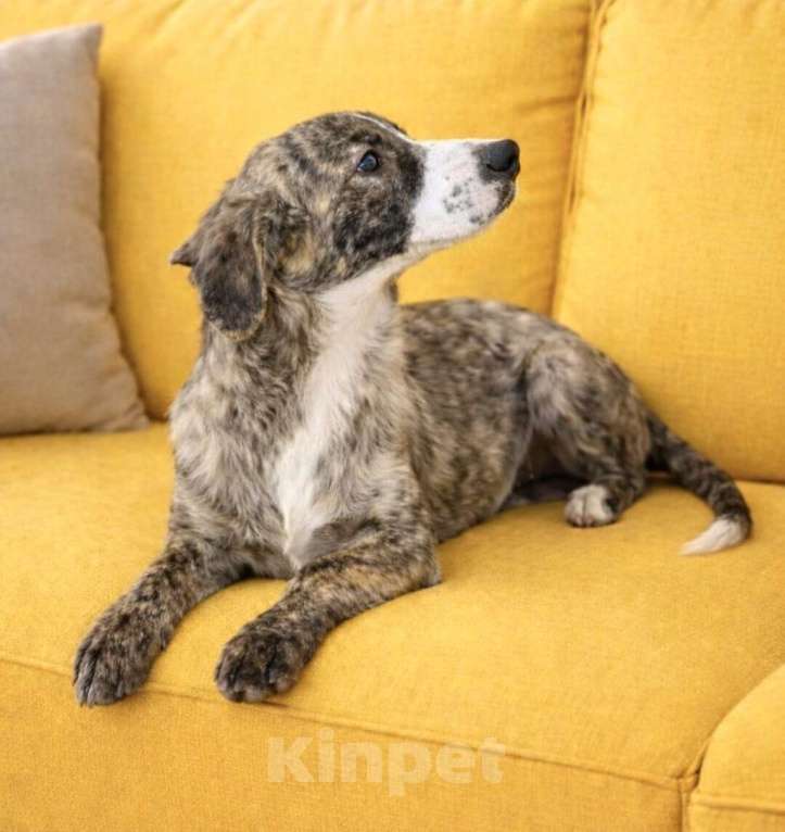 Собаки в Москве: Тигра Терри ищет дом Девочка, Бесплатно - фото 6