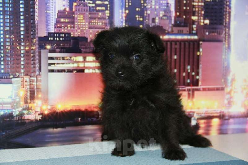 Собаки в Тосно: Щенки от любви цвергшнауцера и шпица. Девочка, 10 000 руб. - фото 6