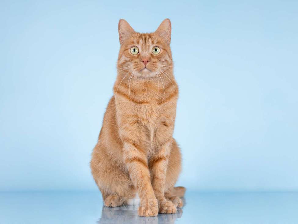 Кошки в Москве: Ярко-рыжий ласковый кот Персей в добрые руки Мальчик, Бесплатно - фото 2