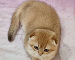 Кошки в Севастополе: Шотландская вислоухая Девочка, 40 000 руб. - фото 2