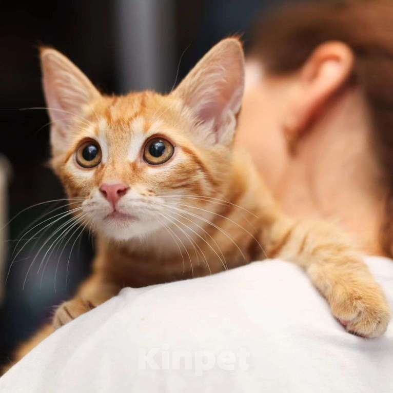 Кошки в Москве: Котенок грустит в клеточке  Девочка, Бесплатно - фото 4