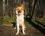 Собаки в Москве: Ищет дом рыже-беленькая красотка и умняша - Цири! Девочка, Бесплатно - фото 4