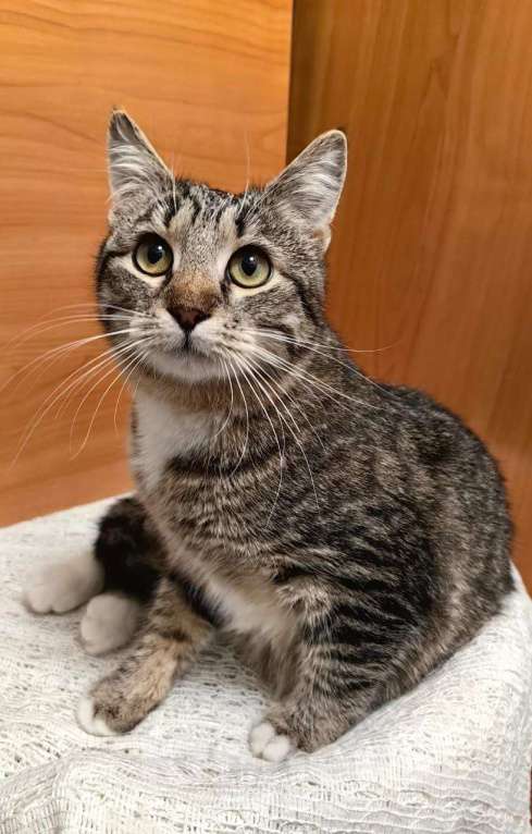 Кошки в Москве: Милый котенок подросток ищет дом Мальчик, Бесплатно - фото 3