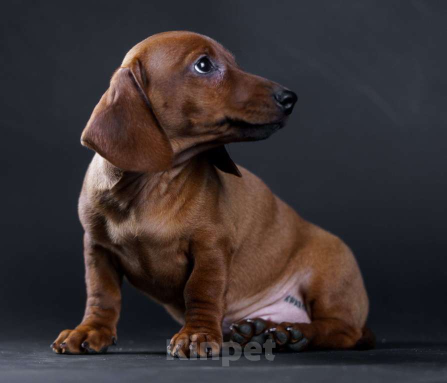 Собаки в Жуковском: Такса миниатюрная гладкошерстная Мальчик, 50 000 руб. - фото 1