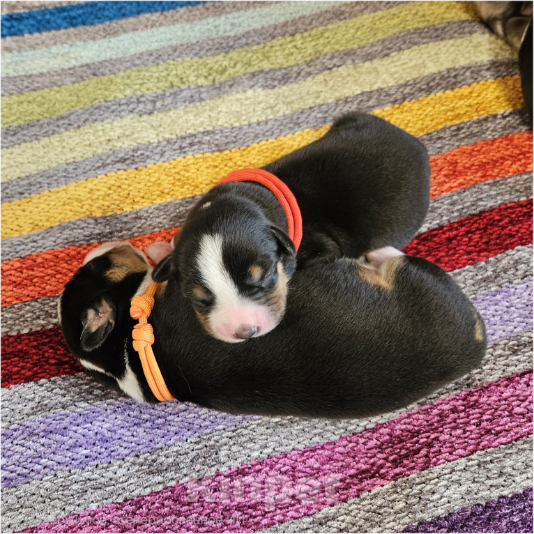 Собаки в Москве: Щенок Энтлебухер Зенненхунд  Девочка, 70 000 руб. - фото 8